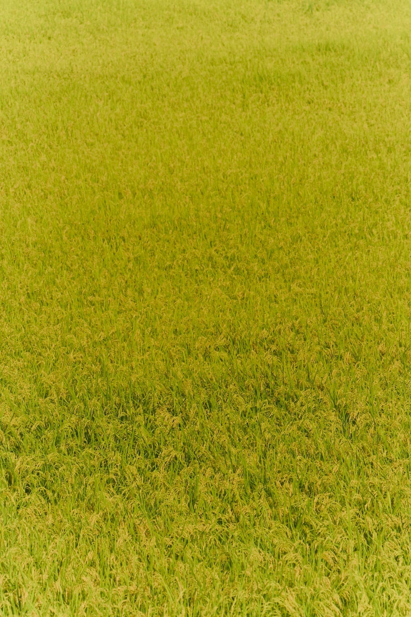 田園